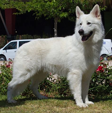 White Swiss Shepherd Dog Breeds A To Z The Kennel Club