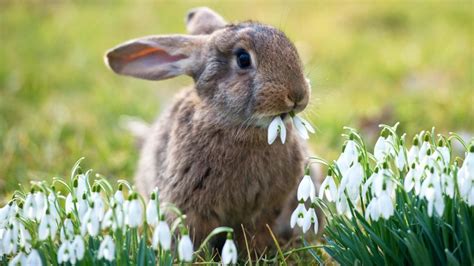 Move Over Peter Cottontail Here Are 20 New Bunnies Hopping Down The
