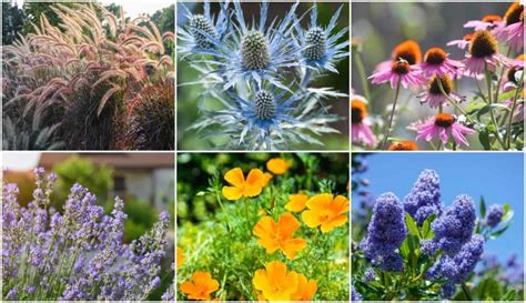 15 Drought Friendly Plants That Grow In Lack Of Water Garden