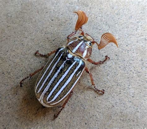 Ten Lined June Beetle Identification Life Cycle Facts And Pictures