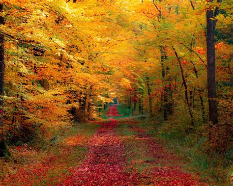 Free Download Autumn Forest Wallpapers Autumn Forest Stock Photos