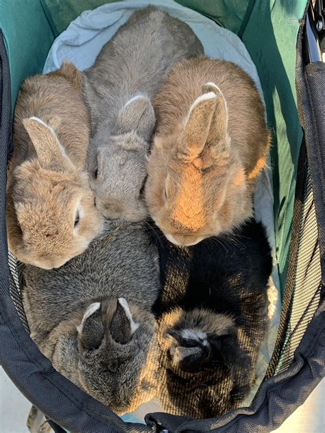 Ultimate Cuddle Puddle Love Bunnies Are You Looking For Rabbit