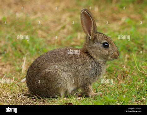 Wild Rabbit Uk Hi Res Stock Photography And Images Alamy