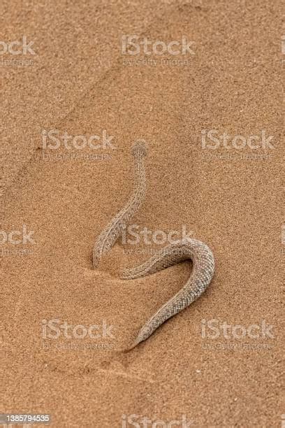 Saharan Horned Viper Snake In The Sand Stock Photo Download Image Now