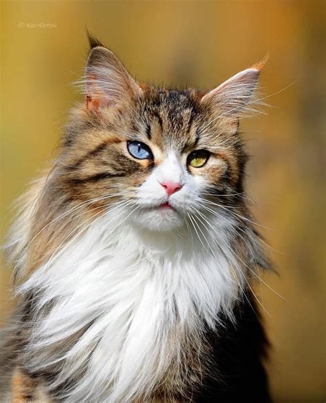 Norsk skogkatt or norsk skaukatt) is a breed of domestic cat originating in northern europe. Pin su Furballs