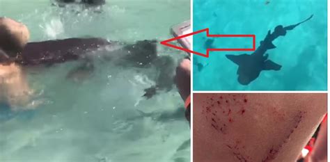 Graphic First Fatal Shark Attack Of 2018 Tracking Sharks