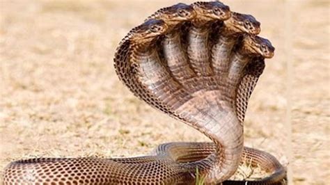 5 Most Dangerous Snake In The World Youtube