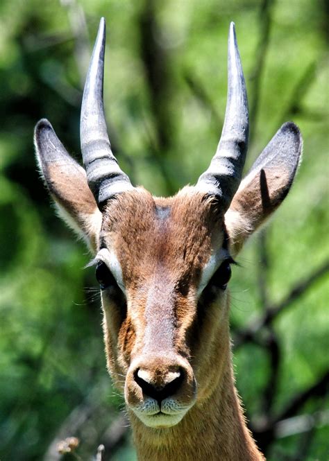 Free Images Animal Wildlife Horn Mammal Fauna Antelope Close Up