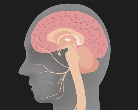 Hemifacial Spasm Types Symptoms And Causes Facial Nerve Brain