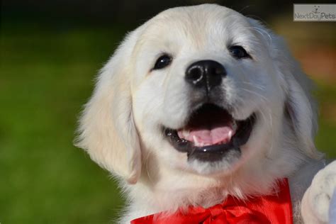 English golden retriever puppies missouri. Cami: English Golden Retriever puppy for sale near ...