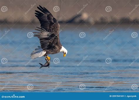 American Bald Eagle Stock Image Image Of Feather Wing 209784169