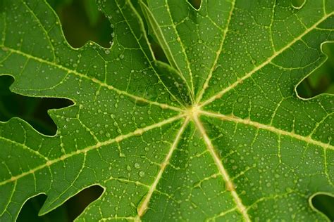 Mengobati batuk cara membuat ramuan daun afrika untuk mengatasi batuk ambil daun afrika beberapa lembar kemudian cuci hingga bersih agar. Cara Membuat Pestisida Nabati dari Daun Pepaya ...