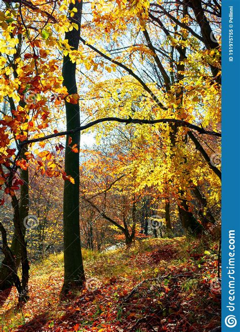 Forest In Fall Foliage Beautiful Nature Background On A Sunny Autumn