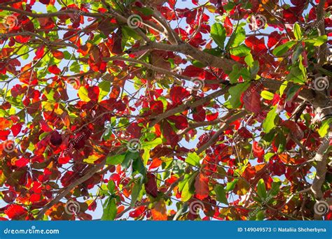 Green And Red Leaves On Blue Sky Background Colorful Tree Foliage