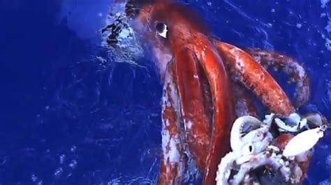 Giant squid is the common name for any of the very large squid comprising the genus architeuthis of the cephalopod family architeuthidae, characterized by very long arms and tentacles, small and ovoid fins, and a distinctive tentacular club structure. Giant Squid Caught On Tape - Rare Giant Squid Caught On ...
