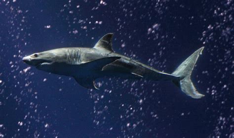 Young Great White Shark Arrives At Aquarium Dixon Ca Patch