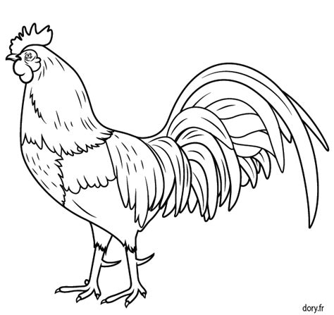 Croquis dessinés à la main caricature de vecteur marron bleu, coq de couleur blanche, ensemble de coqs. Dessin à colorier, un coq … | Coq dessin, Dessin gratuit, Art de coq