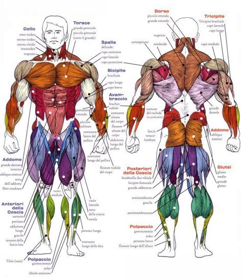 Anatomia Muscolare Tutti I Muscoli Del Corpo Umano Arte Della Pelle