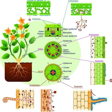 Pdf Current Perspectives And Applications In Plant Probiotics