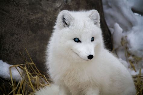 Arctic Fox Blue Eyes