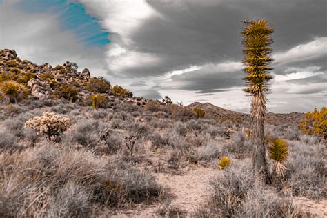Getting Lost In Joshua Tree National Park Global Girl Travels