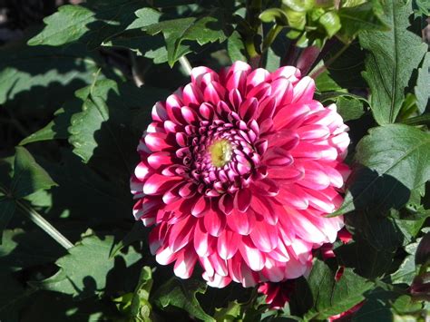 Beautiful Flower Of Dahlia Nature Photo Gallery