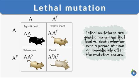 Lethal Mutation Definition And Examples Biology Online Dictionary