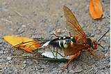 Pictures of Killer Wasp