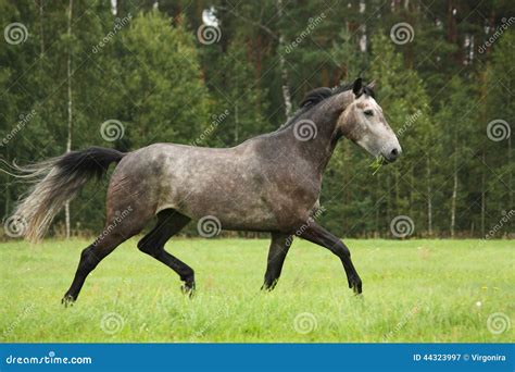 Gray Horse Running Free At The Field Stock Image Image Of Herbivore