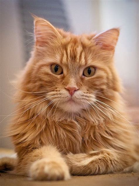 118 Best Kitty Cats Maine Coons Images On Pinterest