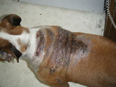 Your pooch may focus her attention on her hind end, belly, tail or tail. Hypothyroidism Canine Causes And Treatment