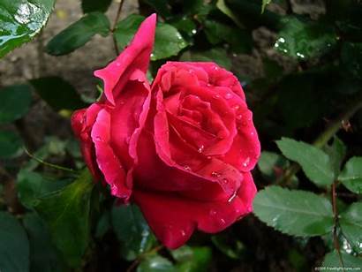 Rose Flower Roses Flowers Setangkai Bunga Tanaman