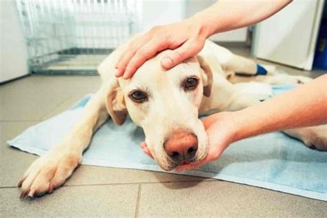 Veterinarians Share 10 Things You Should Never Do To Your Dog