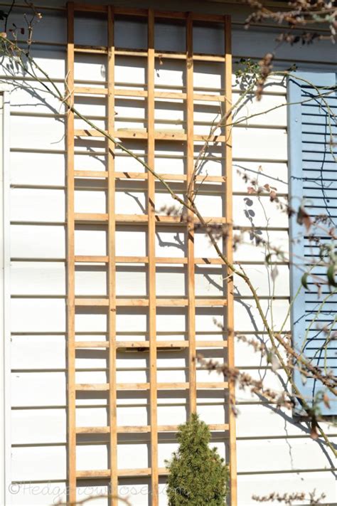 Installing A Trellis For Climbing Roses Onto Your House Hedgerow Rose