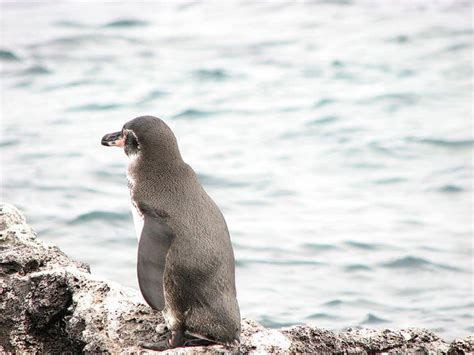 Galapagos Penguin Bird Facts Spheniscus Mendiculus Az Animals