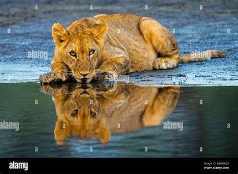 Lion Panthera Leo Lying Down At Riverbank Ngorongoro Conservation