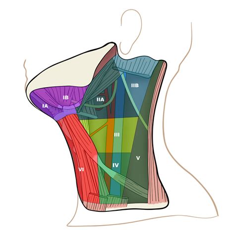 Labelled Diagram Of The Neck