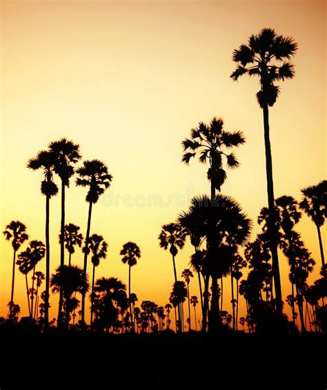 California Sunset Palm Tree Rows In Santa Barbara Stock Photo Image