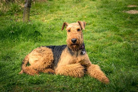 airedale terrier dog food spot  tango