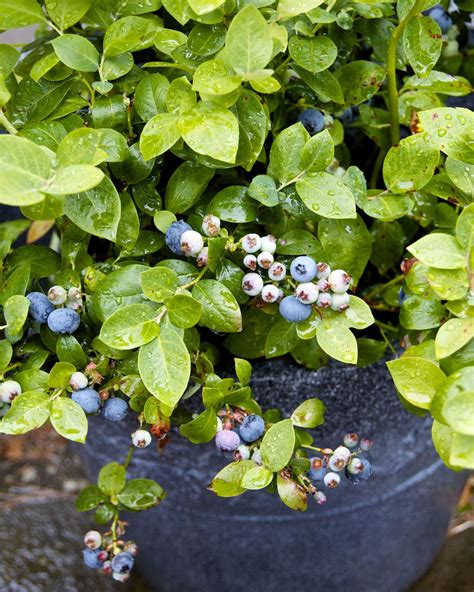 Growing Blueberries In Containers Growing Blueberries Growing Fruit