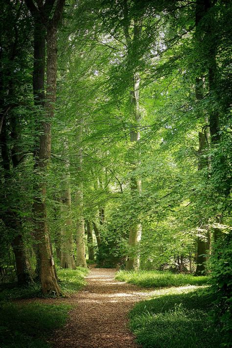 Forest Tree Daytime Nature Tree Wood Leaf Park Forest Away