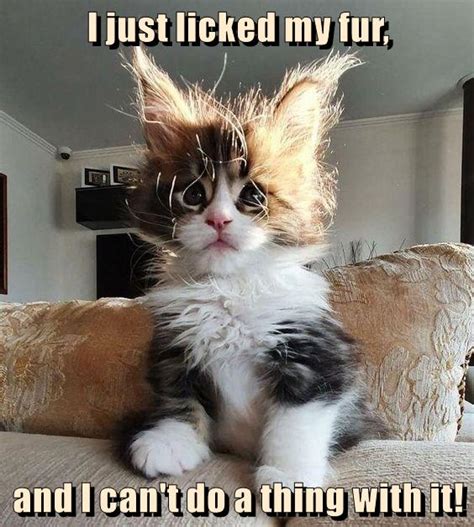 Some Serious Bedhead Lolcats Lol Cat Memes Funny Cats Funny