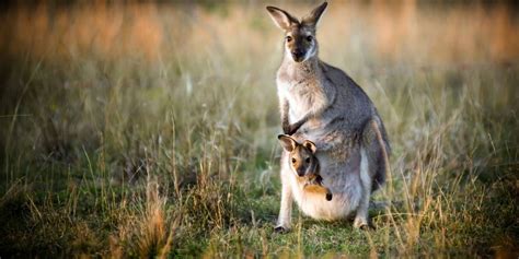 Top Places To See Wild Australian Animals Down Under