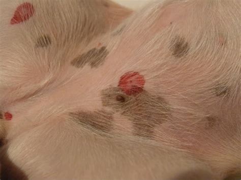 My Puppy Has Dark Blood Red Spots On Her Belly Details Below