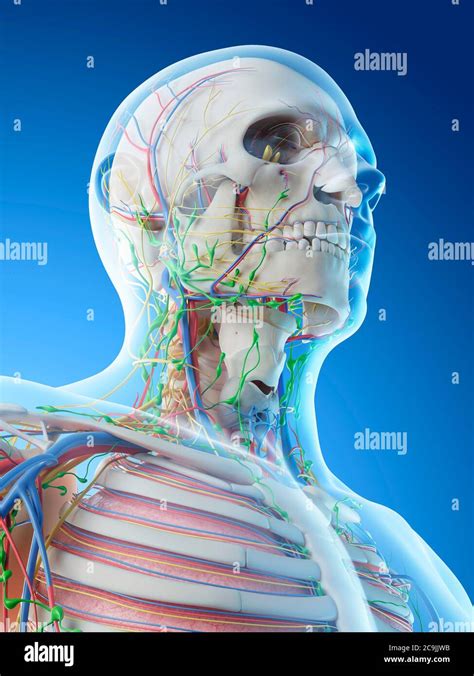 Anatomia De Cabeza Y Cuello Organos Fotografías E Imágenes De Alta