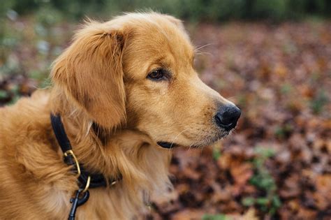 7 Best Dog Collars For Golden Retrievers Waf