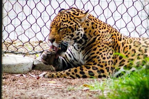 50 Interesting Facts About Jaguars Random Facts For Kids