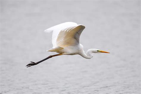 Great White Egret At The Flight Stock Image Image Of Flying