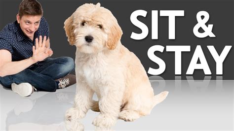 How To Teach Your Puppy To Sit And Stay K9 Pie