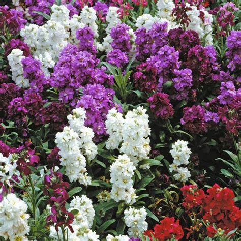 Stock Night Scented View All Flowers Australian Seed